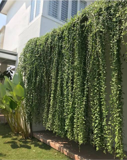 biaya bikin rooftop - Memilih tanaman rooftop
